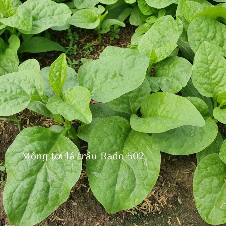 Hạt Giống Mồng Tơi Lá Trầu (RADO502) 20gr