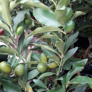 Cây giống quất ngọt