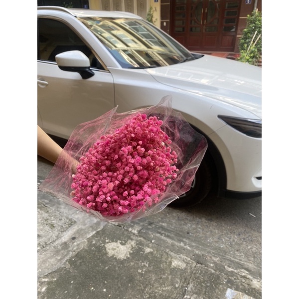 Hoa baby khô
