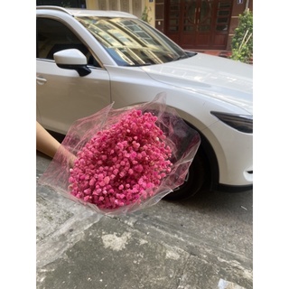 Hoa baby khô