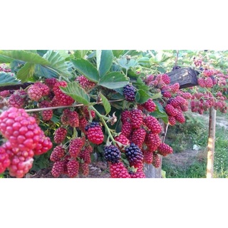 Giống Mâm Xôi Tứ Quý