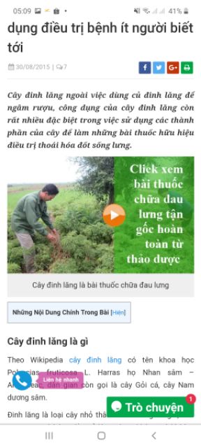 Com bo 50 cây giống đinh lăng nếp