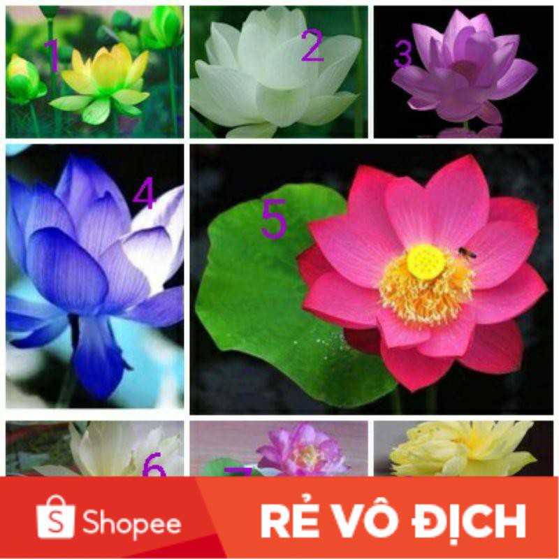 hạt giống sen mini nhật nhiều màu ( có chọn màu ) 😍🧡Freeship ❤️💥chất lượng cao