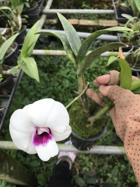 Hoa lan mini màu - mini yaya