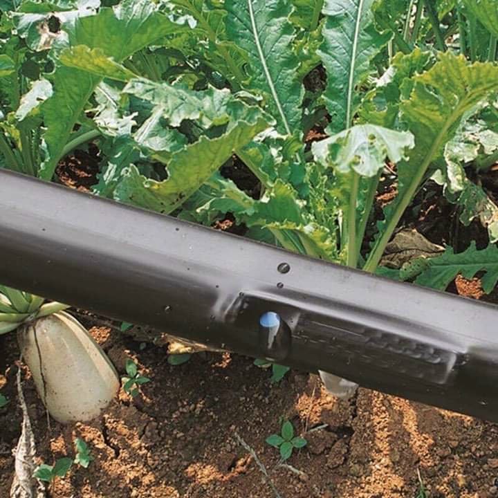 Cuộn 1000m Ống tưới nhỏ giọt 16mm dày 0.2mm khoảng cách lỗ 10cm/15cm/20cm - Dây tưới nhỏ giọt - Ống nhỏ giọt
