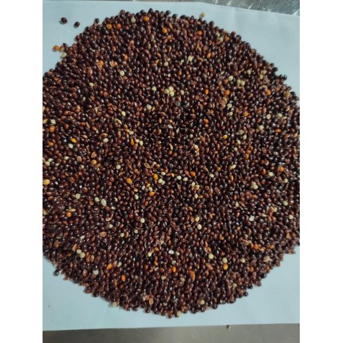 Hạt cỏ thái đen - thức ăn chim cu gáy