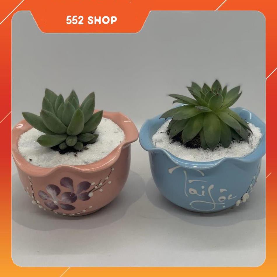 Bộ 2 Cây Mini - 10x10x15 Cm - Dáng Bán Cầu - Sen Đá Chuỗi Ngọc Đứng, Sen Đá Phật Bà & Chậu Trồng Cây