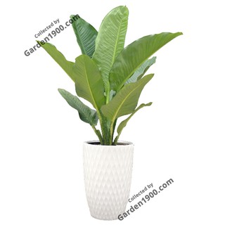 Cây đại phú gia size to (Cây đại lan size to)