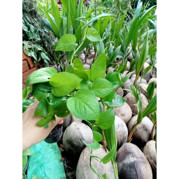 TRẦU BÀ, Nhìu loại.9k /bầu