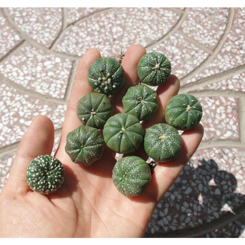 Combo 10 bé xương rồng asterias hoa vàng size 2cm+