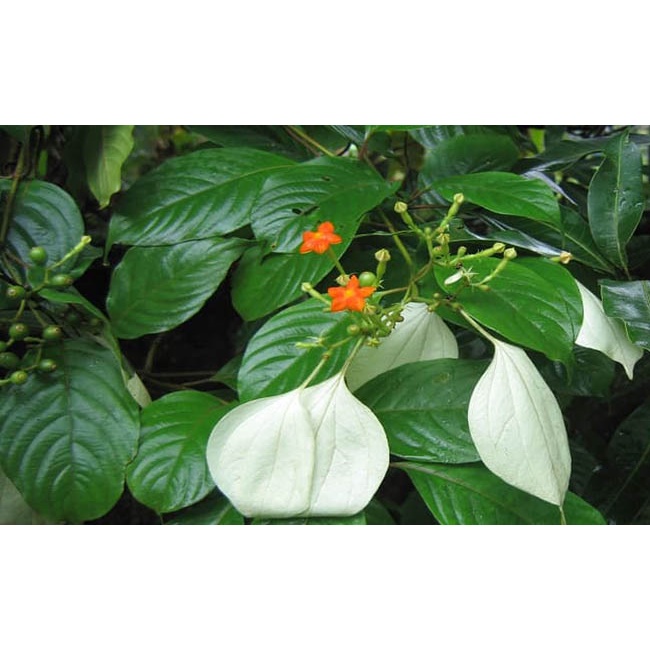 Cây Bướm Bạc - cây cảnh để bàn - caykiengsadec