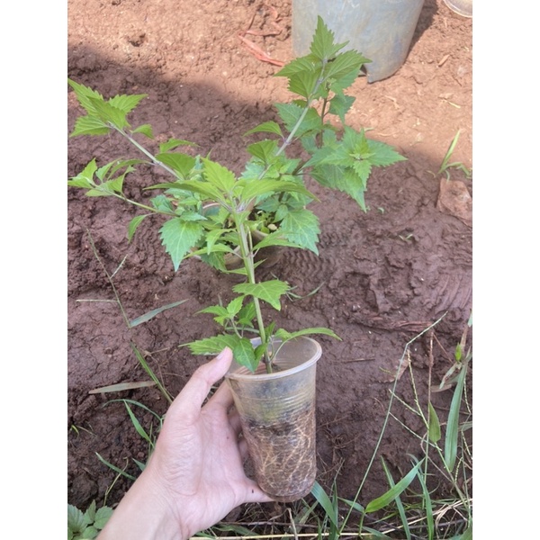 Cây giống Râu mèo, lợi tiểu mát gan giải độc