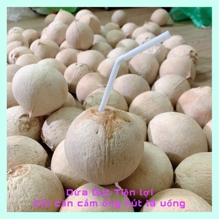 Combo 5 trái dừa xiêm Bến Tre gọt trọc