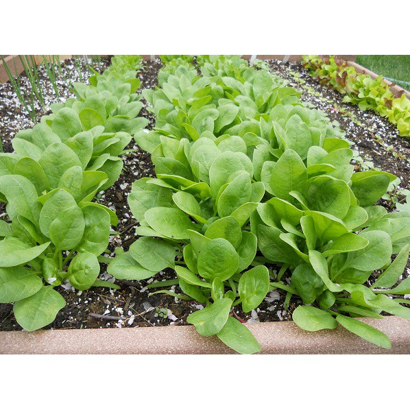 Hạt Giống Cải Bó Xôi F1 (Rau Chân Vịt) Loại dễ trồng, năng suất cao, kháng sâu bệnh [ gói 500gram,1kg]