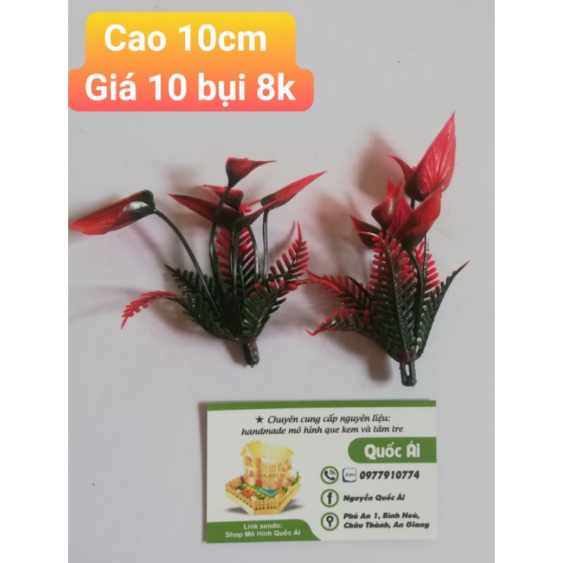 hoa sen đỏ 10 bụi 8k