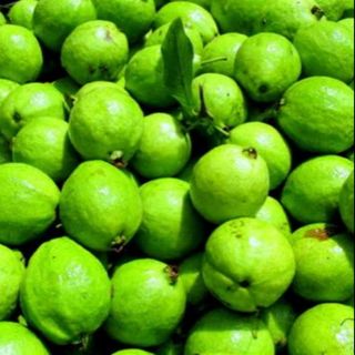 Cây giống ổi găng f1 ra quả sau 6 tháng