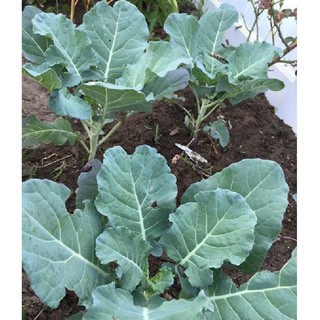 Hạt giống rau cải rổ - (  rau cải Làn  )  - 1 gói 5gram - STHG2