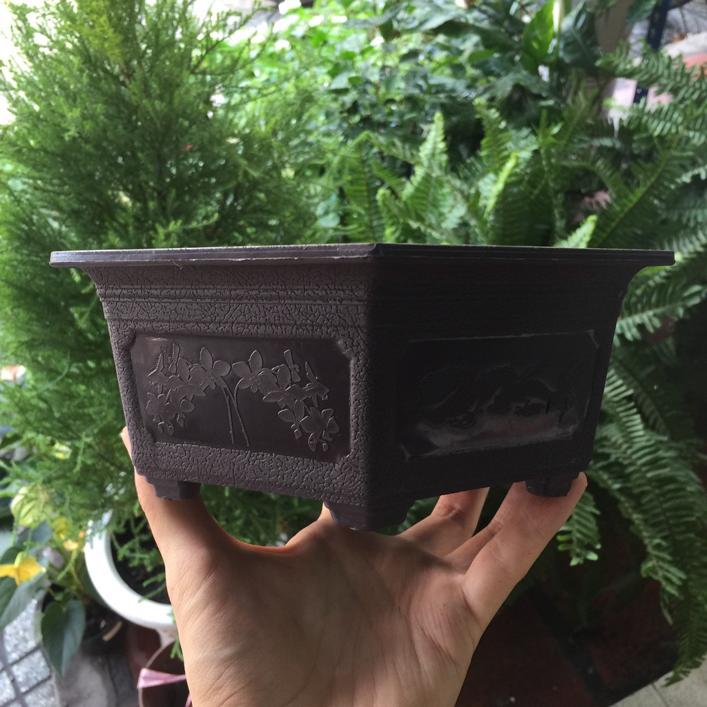 Chậu bonsai lục giác Mini  dùng trồng cây bonsai mini  chậu nhựa bền đẹp