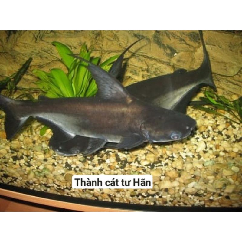 cá thành cát tư hãn.M đen.M trắng