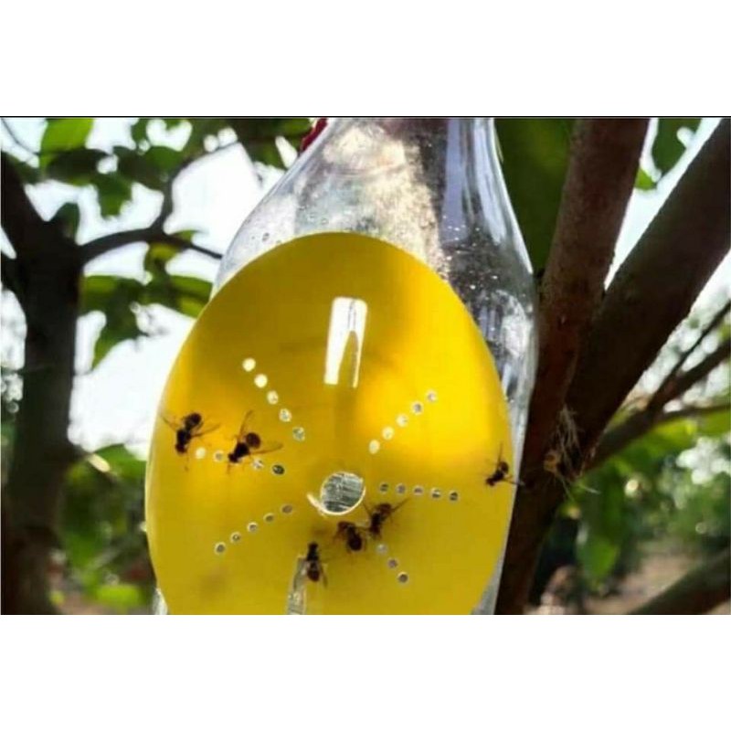 Bộ bẫy ruồi vàng gắn vỏ chai nhựa siêu rẻ