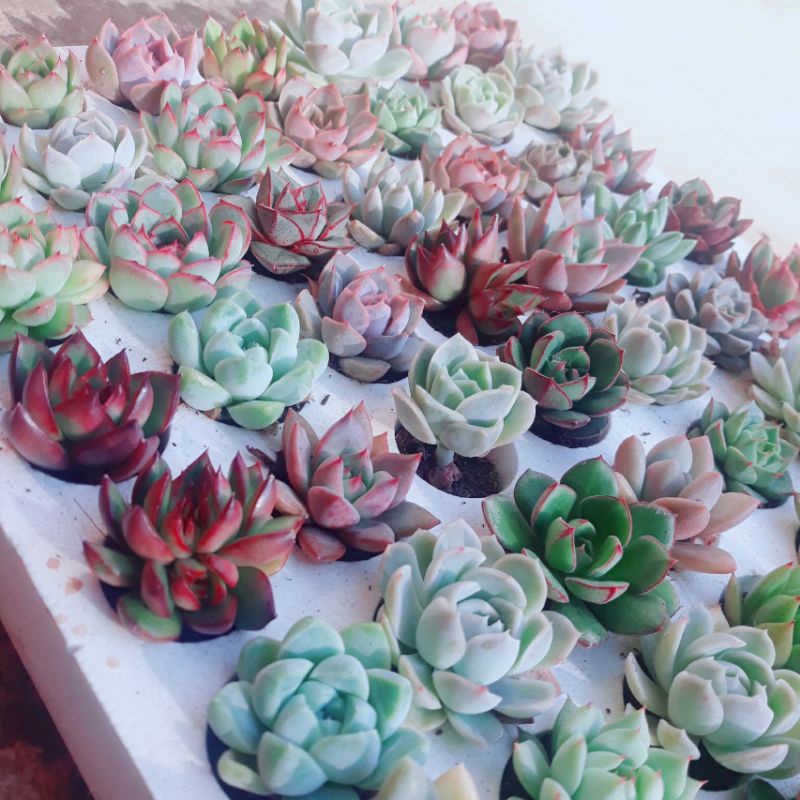 Combo 10sen mini ngẫu nhiên nhiều mẫu khác nhau