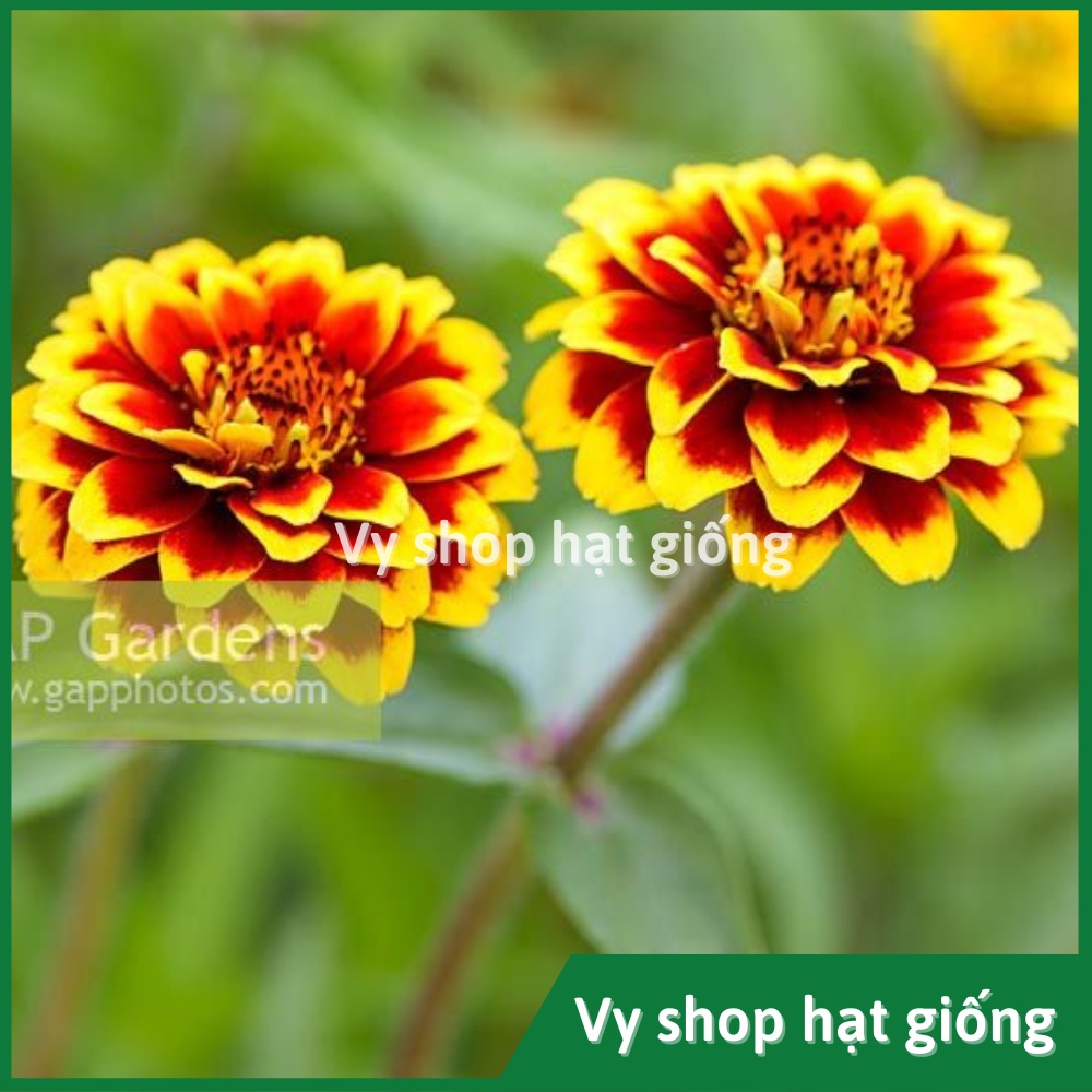 Hạt giống hoa cúc lá nhám kép viền  Thái Lan gói 455 hạt mix màu