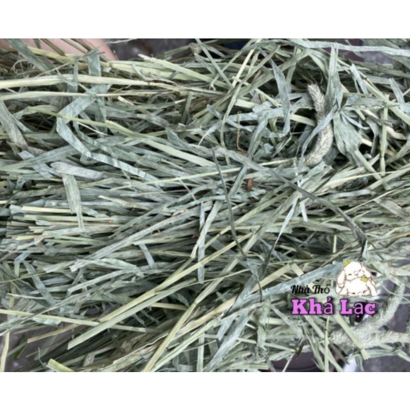 Cỏ Timothy Anderson Supper Platium 500g Thỏ - Bọ - Sóc Bắc Mỹ - Rùa - Chinchilla