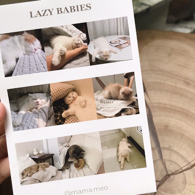 Lazy Baby Kitties Sticker Korean Style Đáng Yêu Trang Trí Sổ Tay