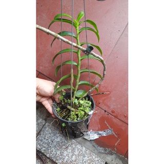trầm rồng đỏ