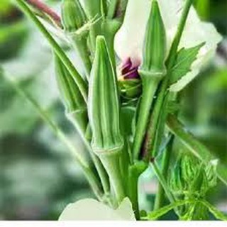 Hạt giống đậu bắp xanh f1 ấn độ 10gr