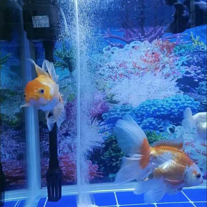 AQUARZOO Aquarium Nano Air Stone Disk Round Air Stone Diffuser Disk Oxygen Pump Sand Stone Bubble Plate for Fish Tank