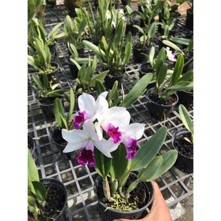 Phong Lan Catleya mini trắng tím