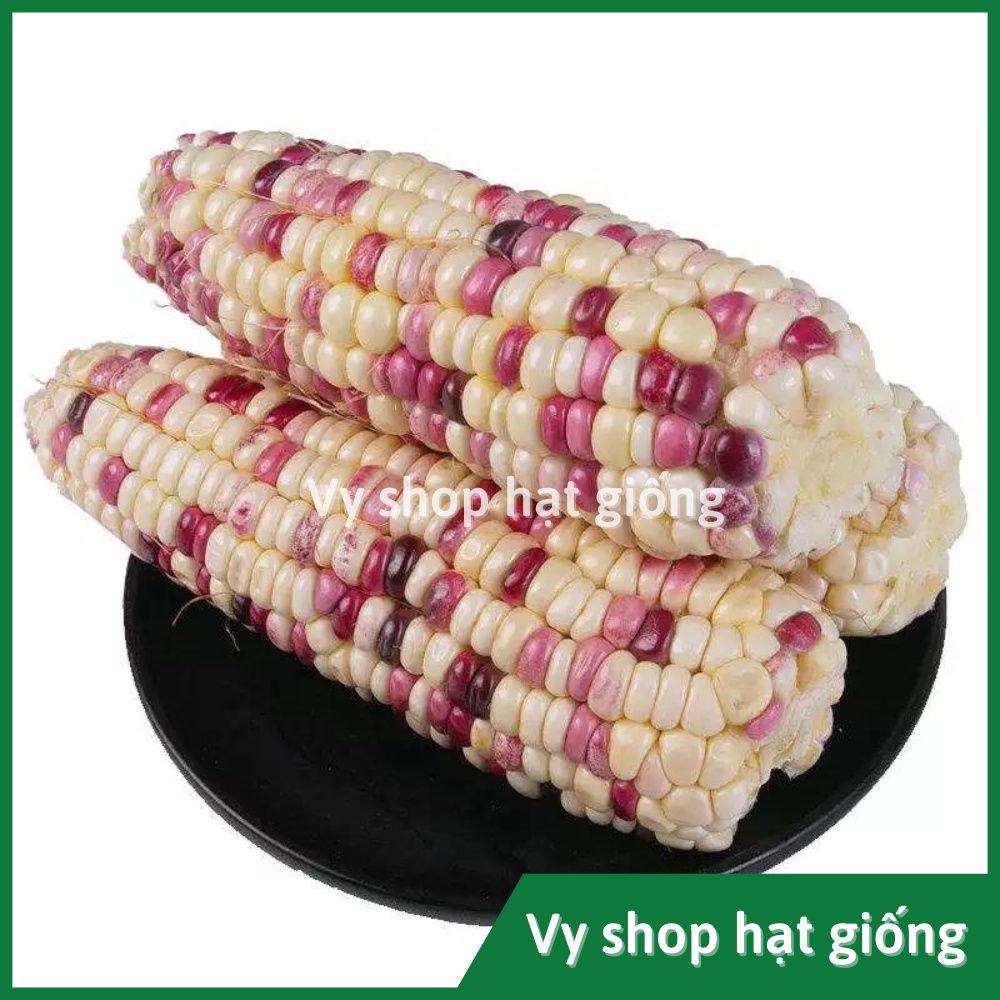 Hạt giống ngô nếp  cẩm hồng Thái Lan gói 70 hạt