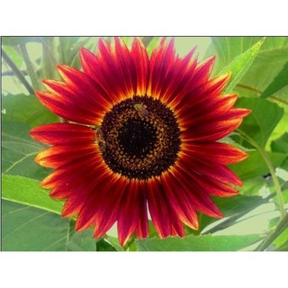 Hạt giống Hoa hướng dương đỏ - Xuất xứ Nga. Tặng 01 viên nén nảy mầm khi mua từ 2 gói hạt giống các loại