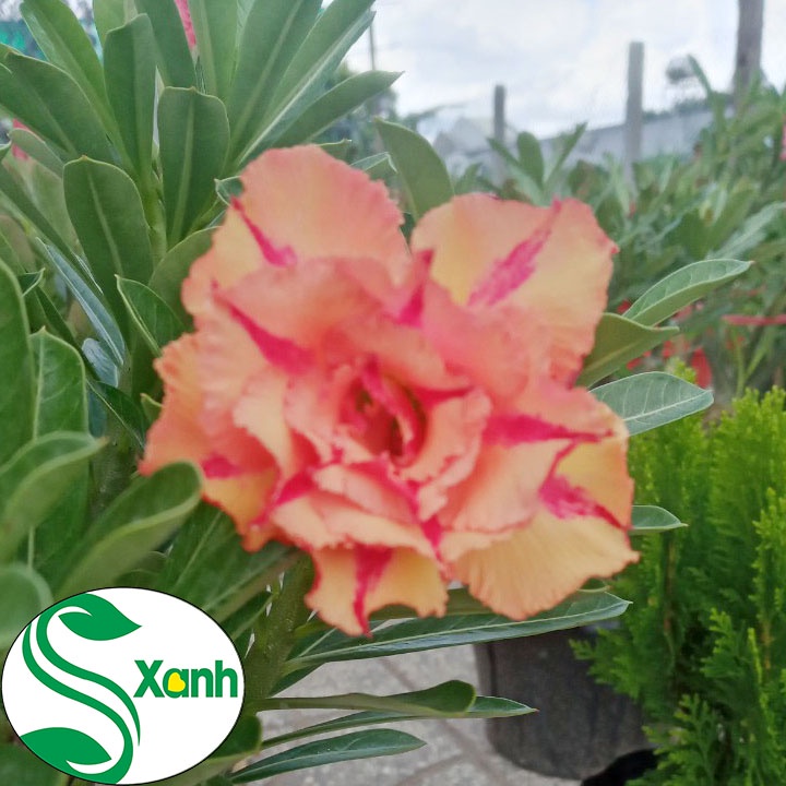 Cây Sứ Thái Ghép Hoa Cánh Kép