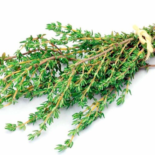Hạt giống Cỏ Xạ Hương (Thyme)