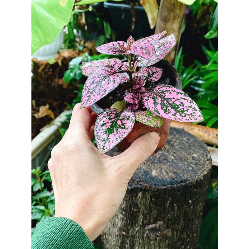 Cây Hypoestes phyllostachya Pink Splash (Thương Đao Dược Hồng) chậu nhựa