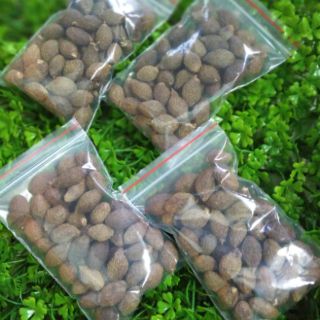 {100G }HẠT ƯƠI BAY RỪNG LOẠI NGON