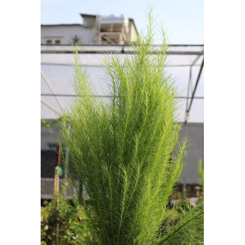 Thì là thân gỗ hay còn gọi thủy tùng