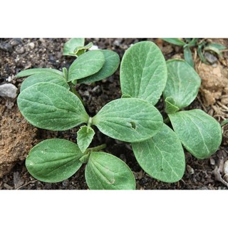 HẠT GIỐNG BÍ ĐỎ TRÒN (2g)