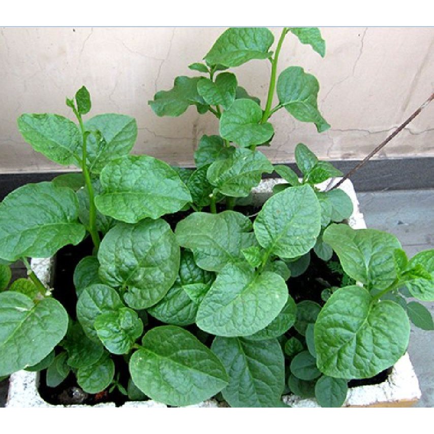 Hạt giống rau mồng tơi xanh gói 20gram/gói