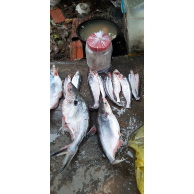 Mồi thuốc cá lăng cá da trơn 500gam