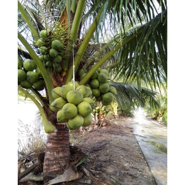 CÂY GIỐNG DỪA XIÊM DỨA LÙN . CHUẨN GIỐNG 100%