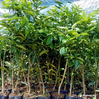 cây giống cam cara ruột đỏ