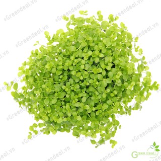 Cây thủy sinh Trân châu ngọc trai | Micranthemum "Monte Carlo"