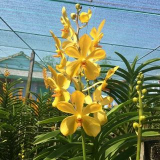 Hoa Lan Mokara giống