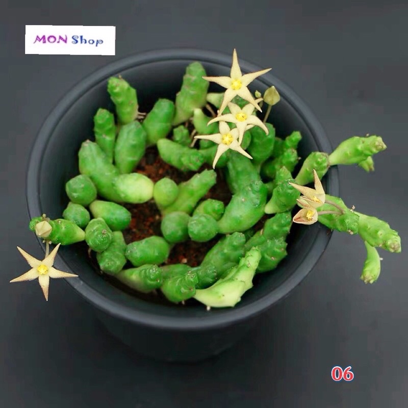 Xương rồng sao biển giống mới độc lạ dễ thương