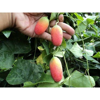 20 Hạt giống Cây Bình Bát Dây ( mảnh bát )