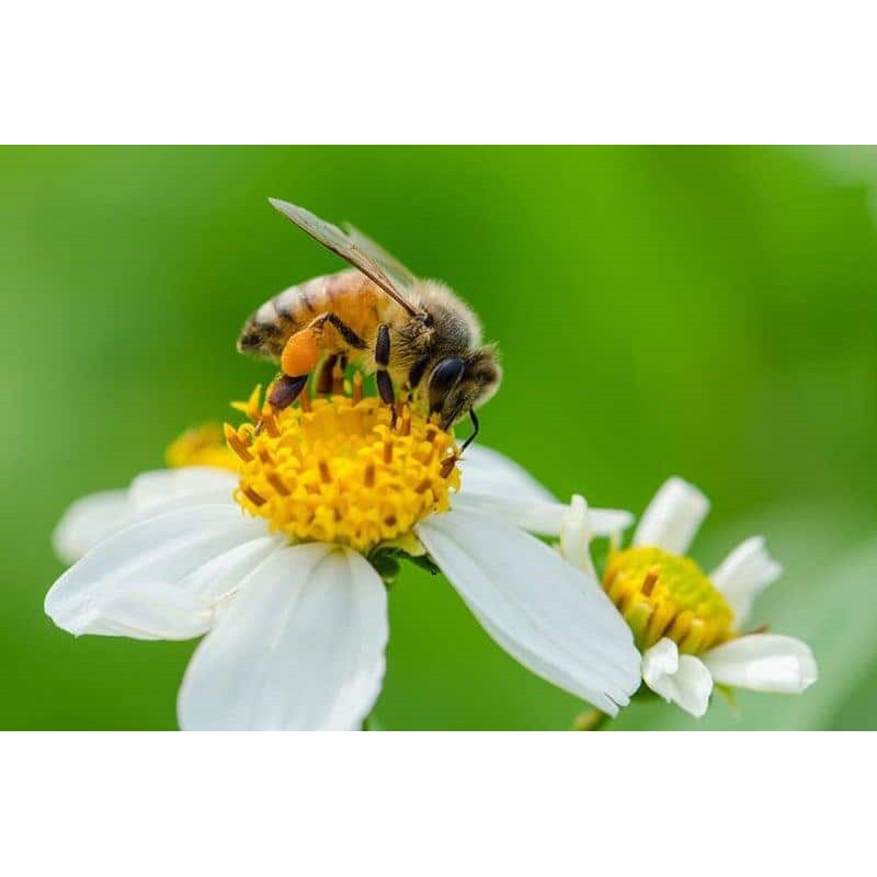 Mật ong nguyên chất hoa Xuyến Chi Tây Nguyên ❤️FREESHIP❤️ cao cấp Honey Beauty 1.000ml có bảo hành