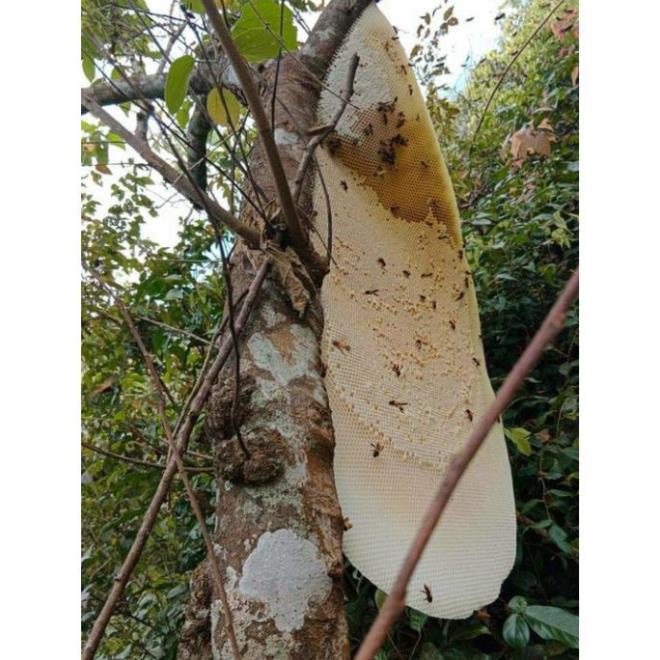 Mật ong rừng Tây bắc